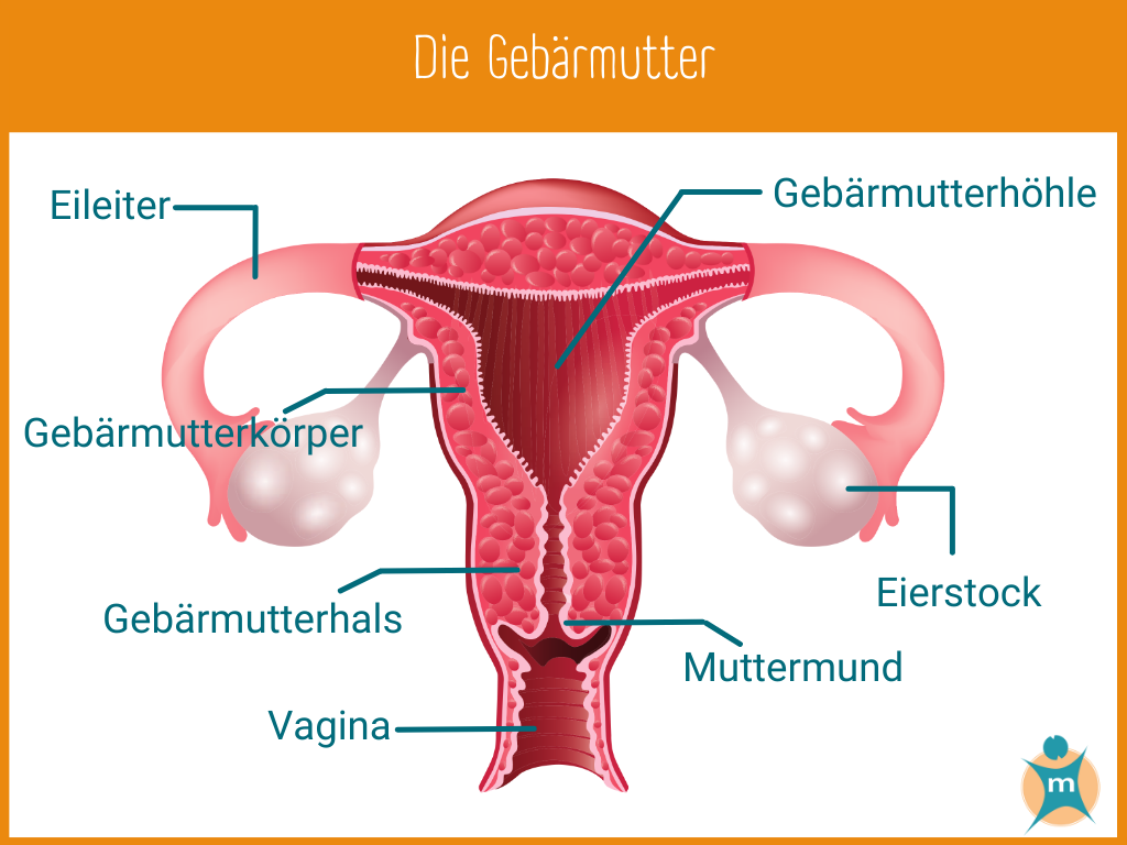 Infografik Gebärmutterkrebs (1)
