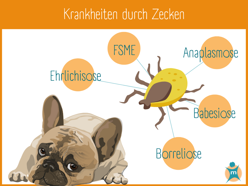 Infografik Zecken bei Hunden (1)