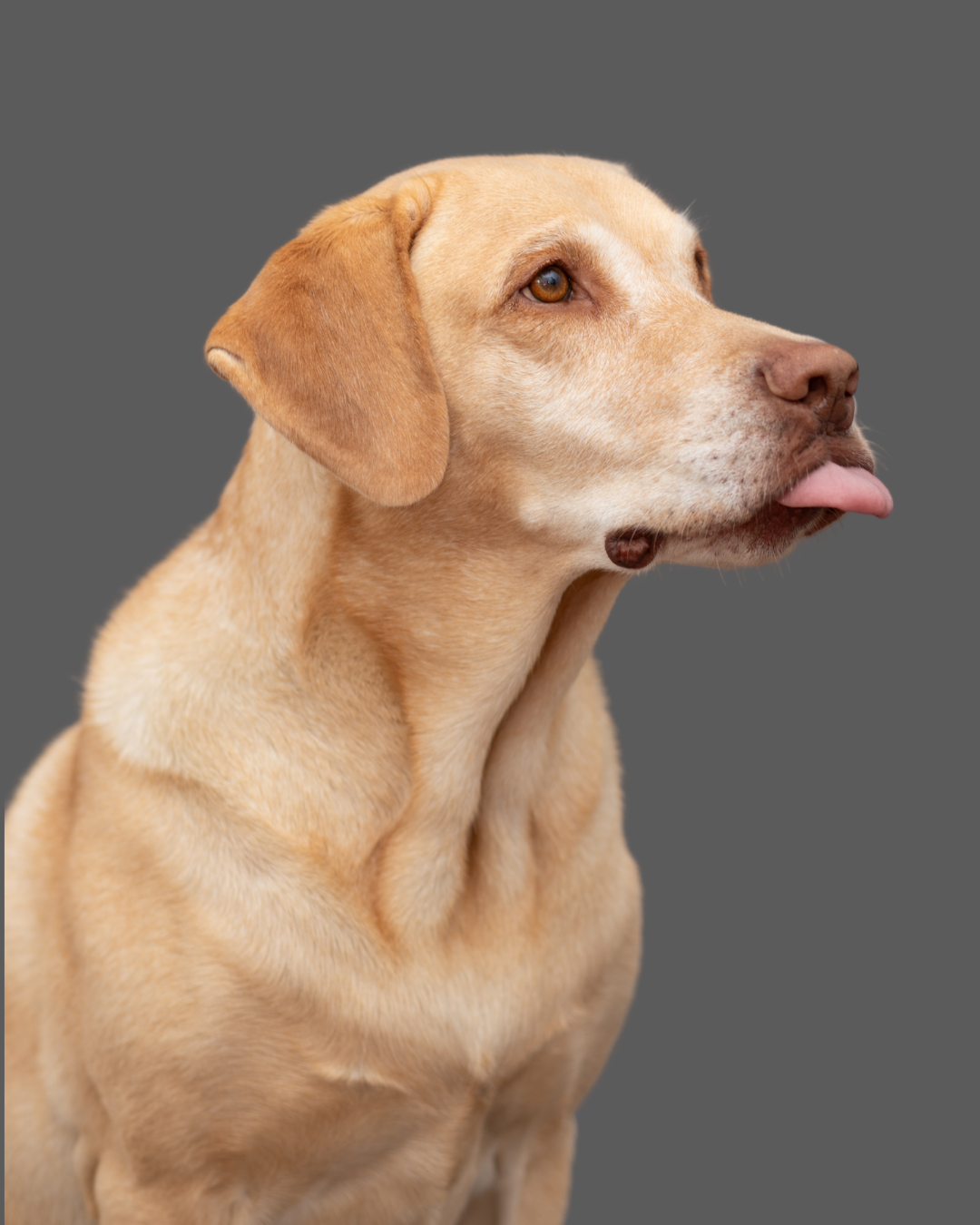 Mateo, der beste Schauspieler der Welt Hund, der Zunge rausstreckt
