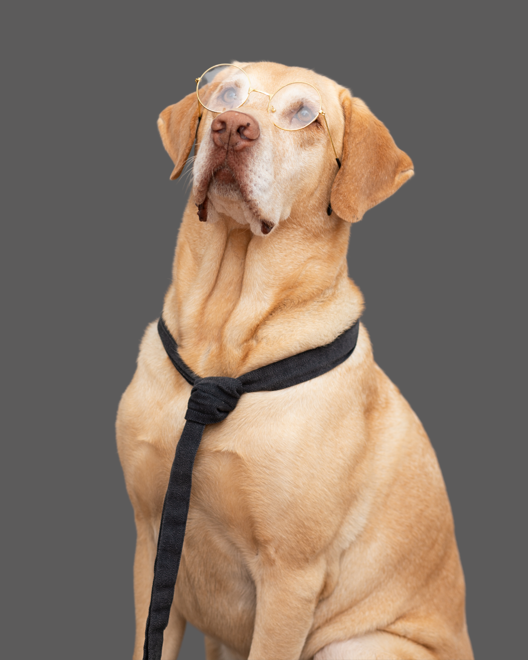 Mateo Foto eines blonden Labradors mit roter Nase und bernsteinfarbenen Augen, Brille und Schlips