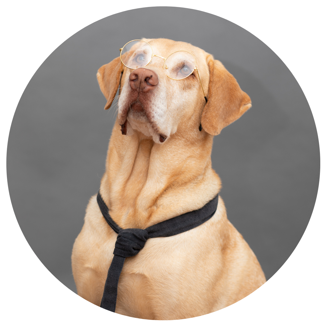 ein Labrador mit einer Brille und Schlips